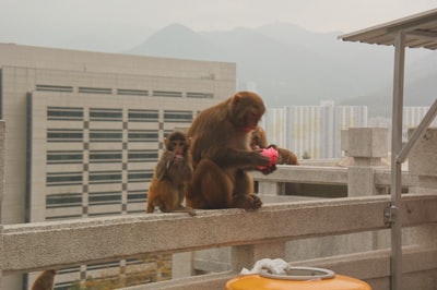 两只猴子坐在露台
